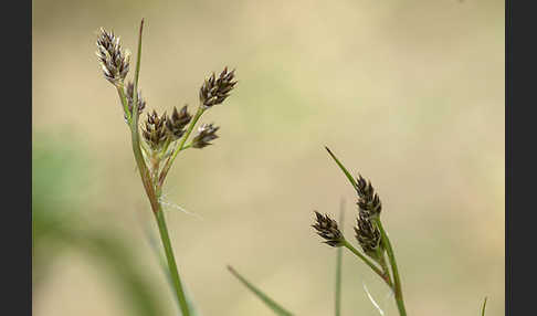 Gemeine Hainsimse (Luzula campestris)