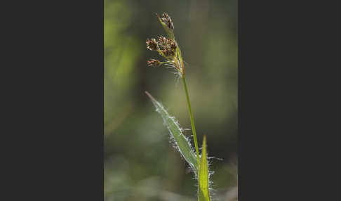 Gemeine Hainsimse (Luzula campestris)