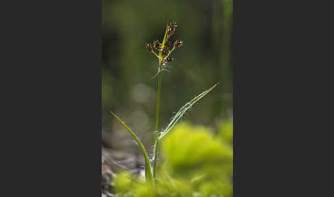 Gemeine Hainsimse (Luzula campestris)