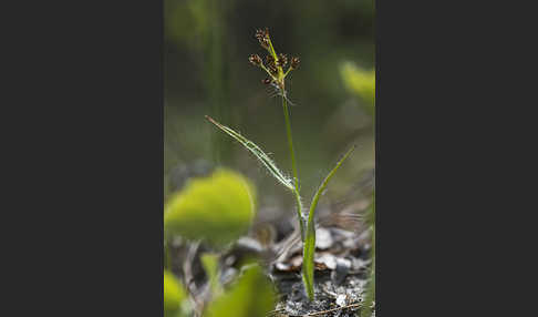 Gemeine Hainsimse (Luzula campestris)