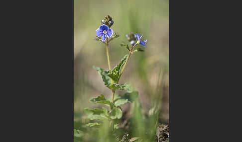 Gamander-Ehrenpreis (Veronica chamaedrys)