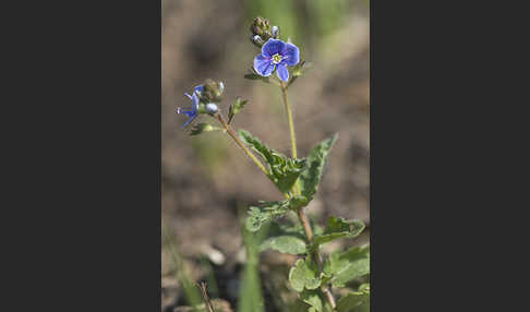 Gamander-Ehrenpreis (Veronica chamaedrys)