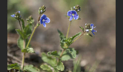 Gamander-Ehrenpreis (Veronica chamaedrys)