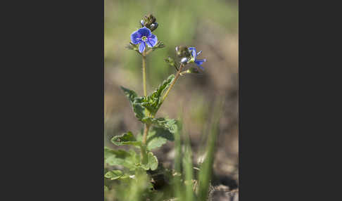 Gamander-Ehrenpreis (Veronica chamaedrys)