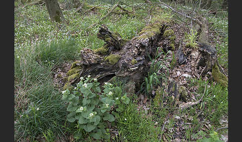 Knoblauchsrauke (Alliaria petiolata)