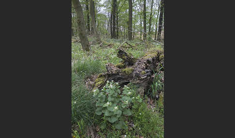 Knoblauchsrauke (Alliaria petiolata)