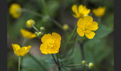 Wolliger Hahnenfuß (Ranunculus lanuginosus)