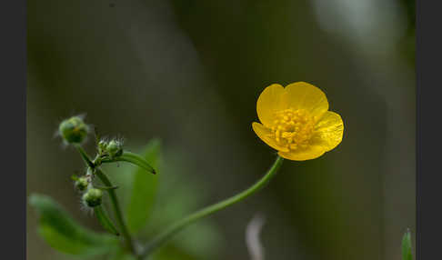 Wolliger Hahnenfuß (Ranunculus lanuginosus)