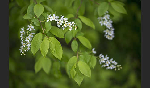 Gewöhnliche Traubenkirsche (Prunus padus)