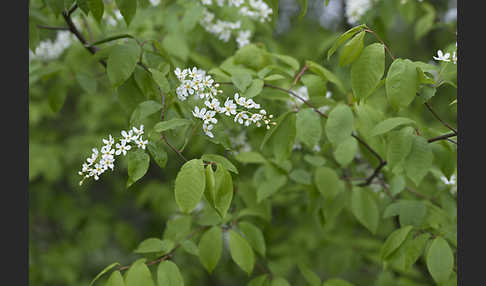 Gewöhnliche Traubenkirsche (Prunus padus)