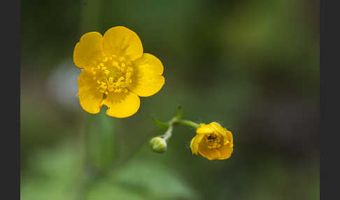 Wolliger Hahnenfuß (Ranunculus lanuginosus)