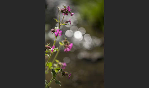 Rote Lichtnelke (Silene dioica)