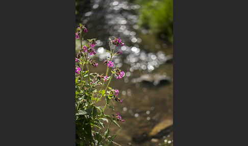 Rote Lichtnelke (Silene dioica)