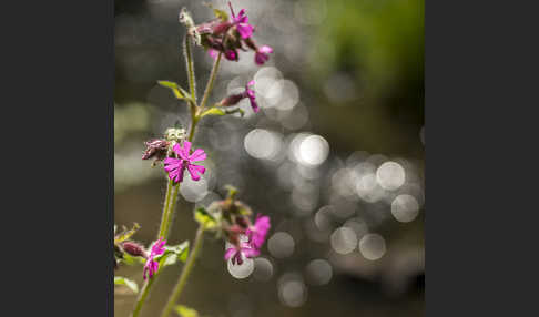 Rote Lichtnelke (Silene dioica)