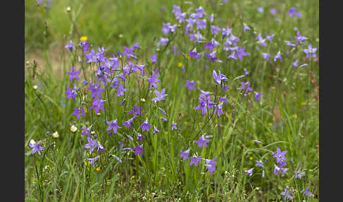 Wiesen-Glockenblume (Campanula patula)