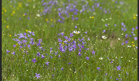 Wiesen-Glockenblume (Campanula patula)