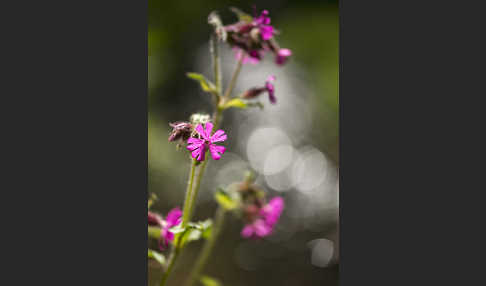 Rote Lichtnelke (Silene dioica)