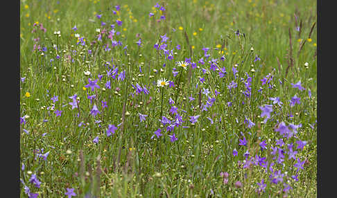 Wiesen-Glockenblume (Campanula patula)