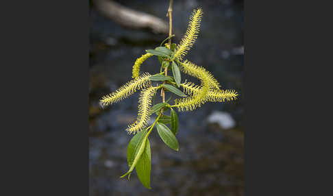 Bruch-Weide (Salix fragilis)