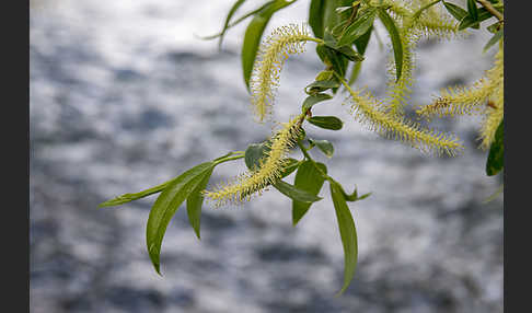 Bruch-Weide (Salix fragilis)