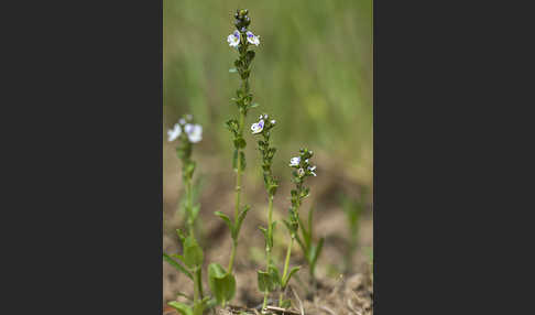 Quendel-Ehrenpreis (Veronica serpyllifolia)