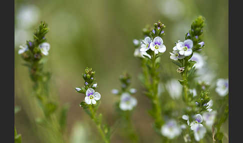 Quendel-Ehrenpreis (Veronica serpyllifolia)