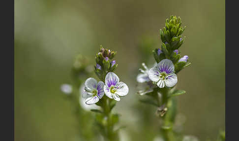 Quendel-Ehrenpreis (Veronica serpyllifolia)