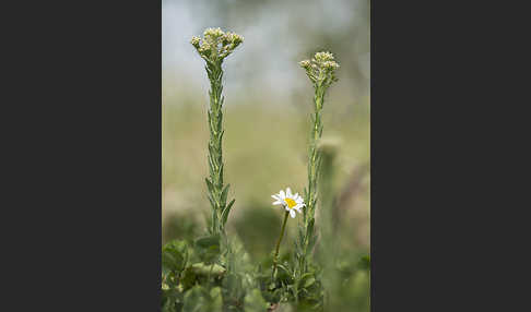 Feld-Kresse (Lepidium campestre)