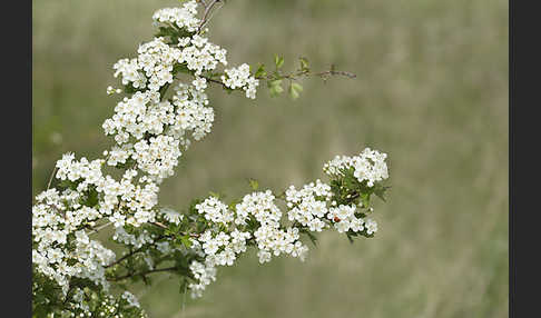 Weißdorn (Crataegus spec.)