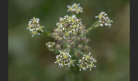 Feld-Kresse (Lepidium campestre)