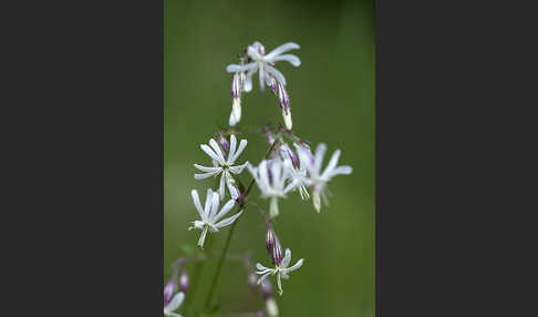 Nickendes Leimkraut (Silene nutans)