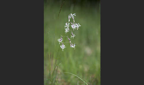 Nickendes Leimkraut (Silene nutans)