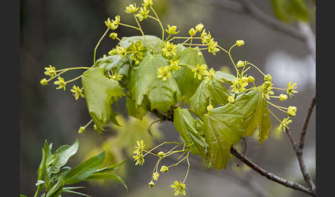 Spitz-Ahorn (Acer platanoides)