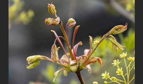 Spitz-Ahorn (Acer platanoides)