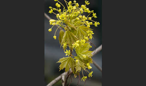 Spitz-Ahorn (Acer platanoides)