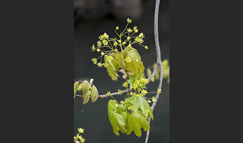 Spitz-Ahorn (Acer platanoides)