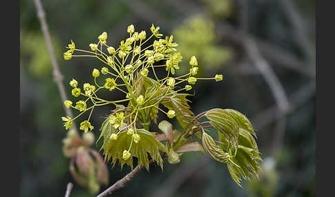 Spitz-Ahorn (Acer platanoides)