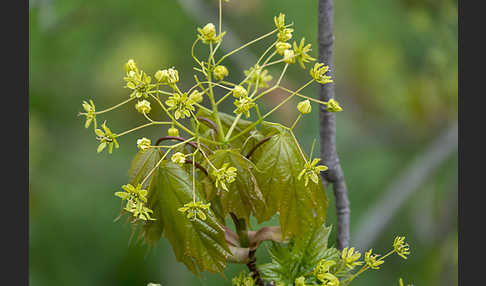 Spitz-Ahorn (Acer platanoides)