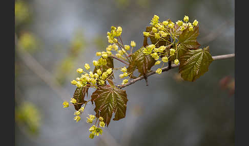 Spitz-Ahorn (Acer platanoides)