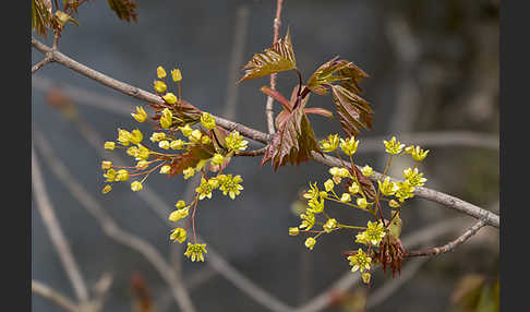 Spitz-Ahorn (Acer platanoides)