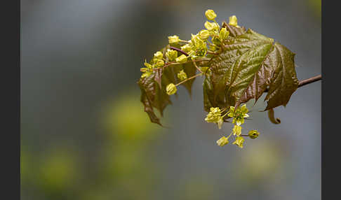 Spitz-Ahorn (Acer platanoides)