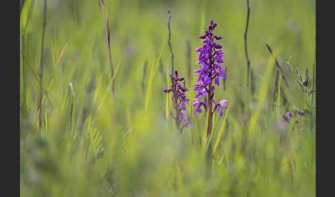 Manns-Knabenkraut (Orchis mascula)