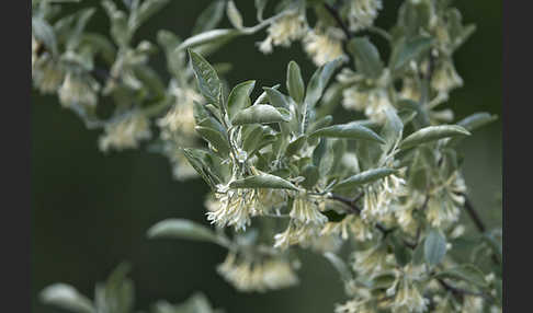 Schmalblättrige Ölweide (Elaeagnus angustifolia)