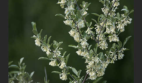 Schmalblättrige Ölweide (Elaeagnus angustifolia)