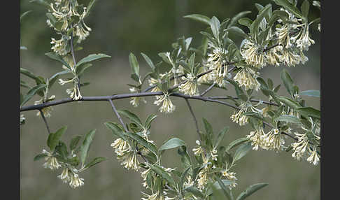 Schmalblättrige Ölweide (Elaeagnus angustifolia)