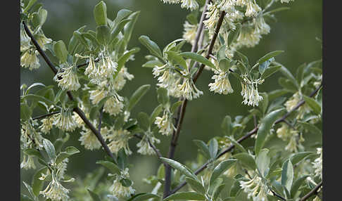 Schmalblättrige Ölweide (Elaeagnus angustifolia)