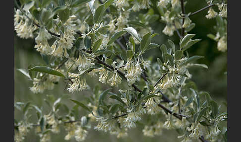 Schmalblättrige Ölweide (Elaeagnus angustifolia)