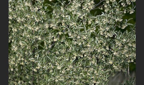 Schmalblättrige Ölweide (Elaeagnus angustifolia)