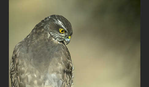 Sperber (Accipiter nisus)