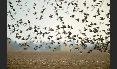 Star (Sturnus vulgaris)